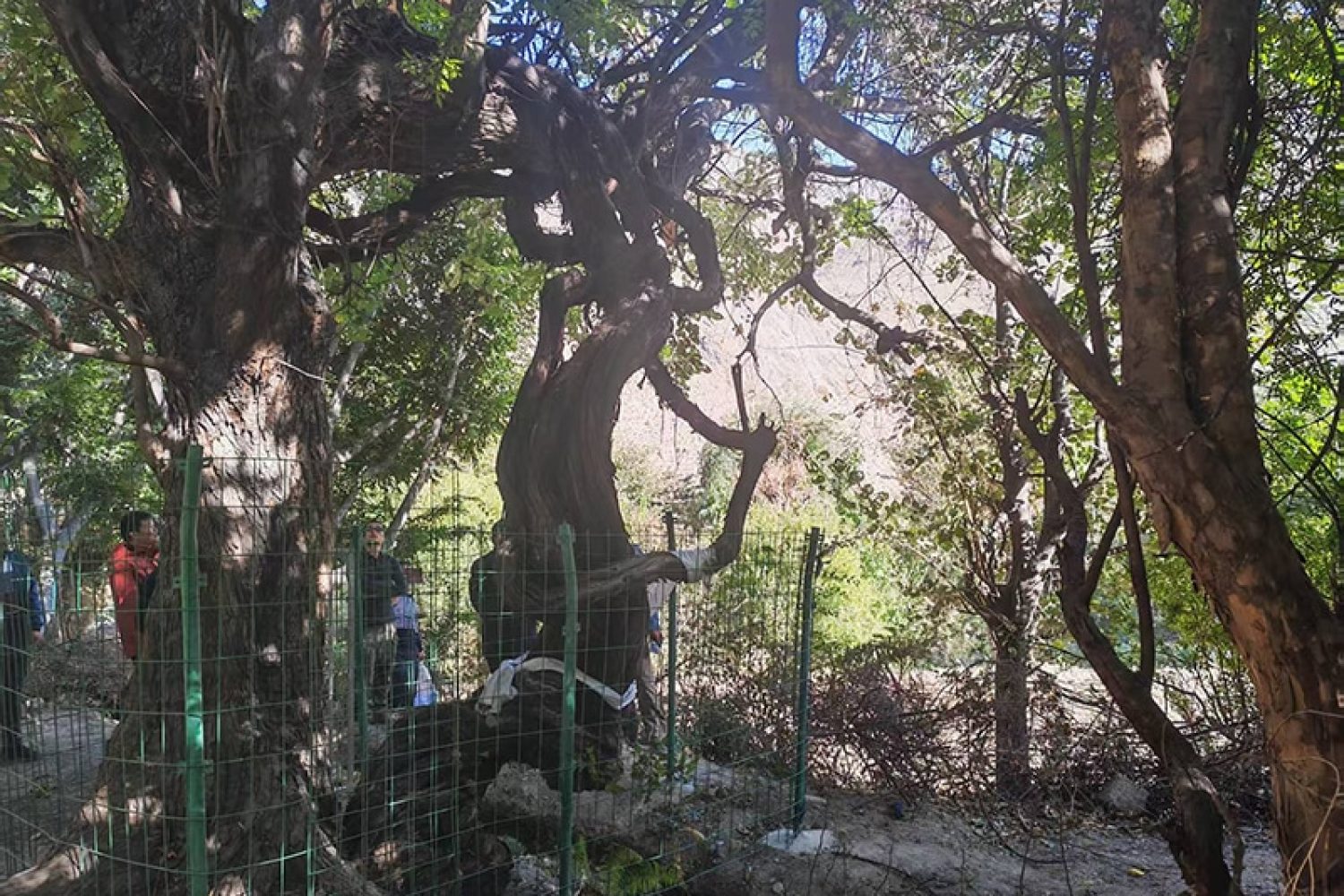 oldest-living-vine