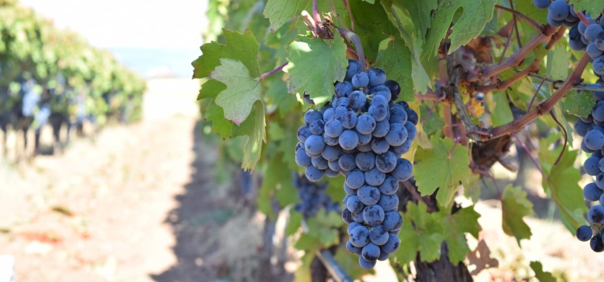 öküzgözü üzümü