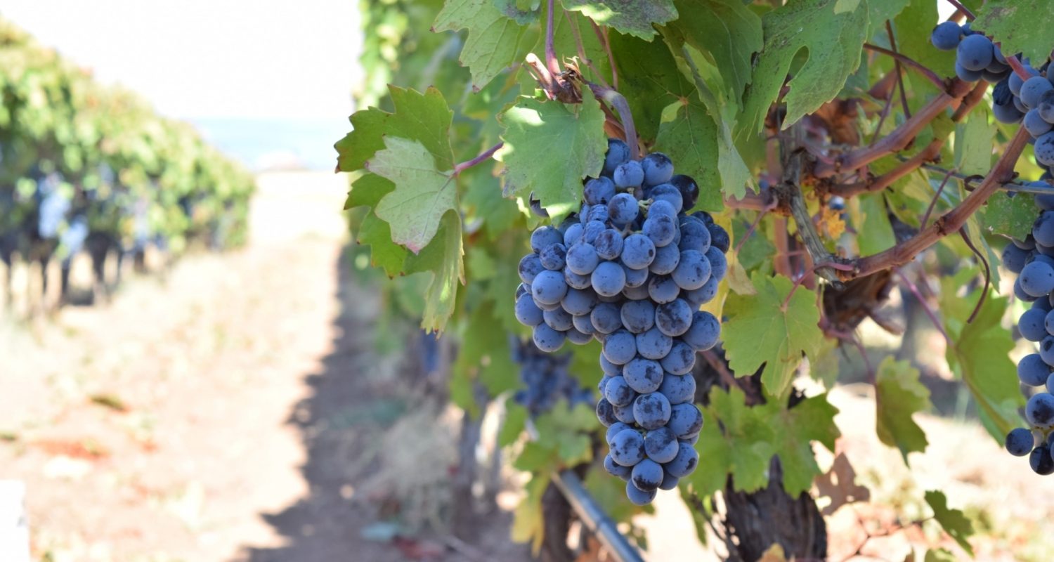 öküzgözü üzümü