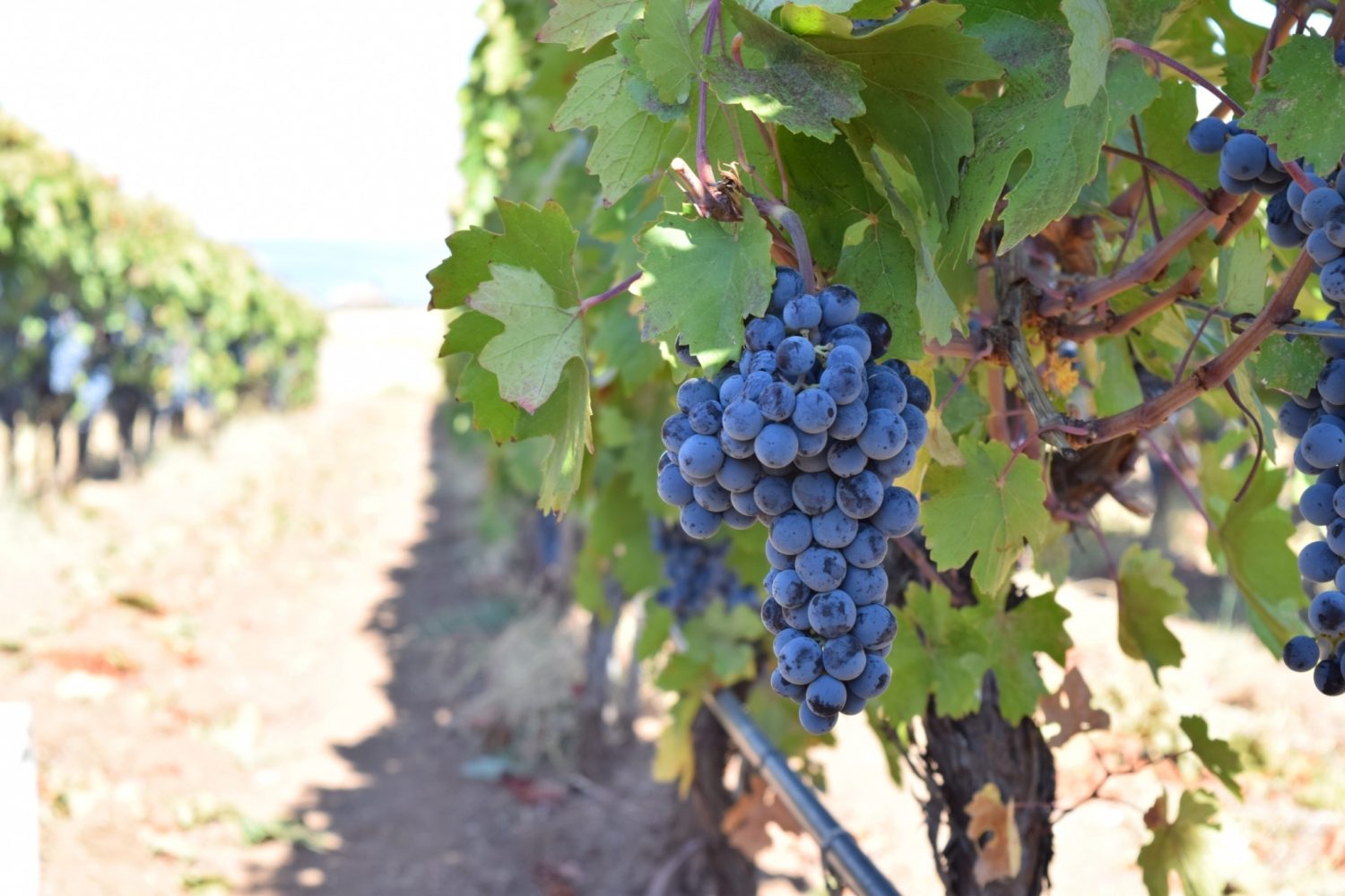 öküzgözü üzümü